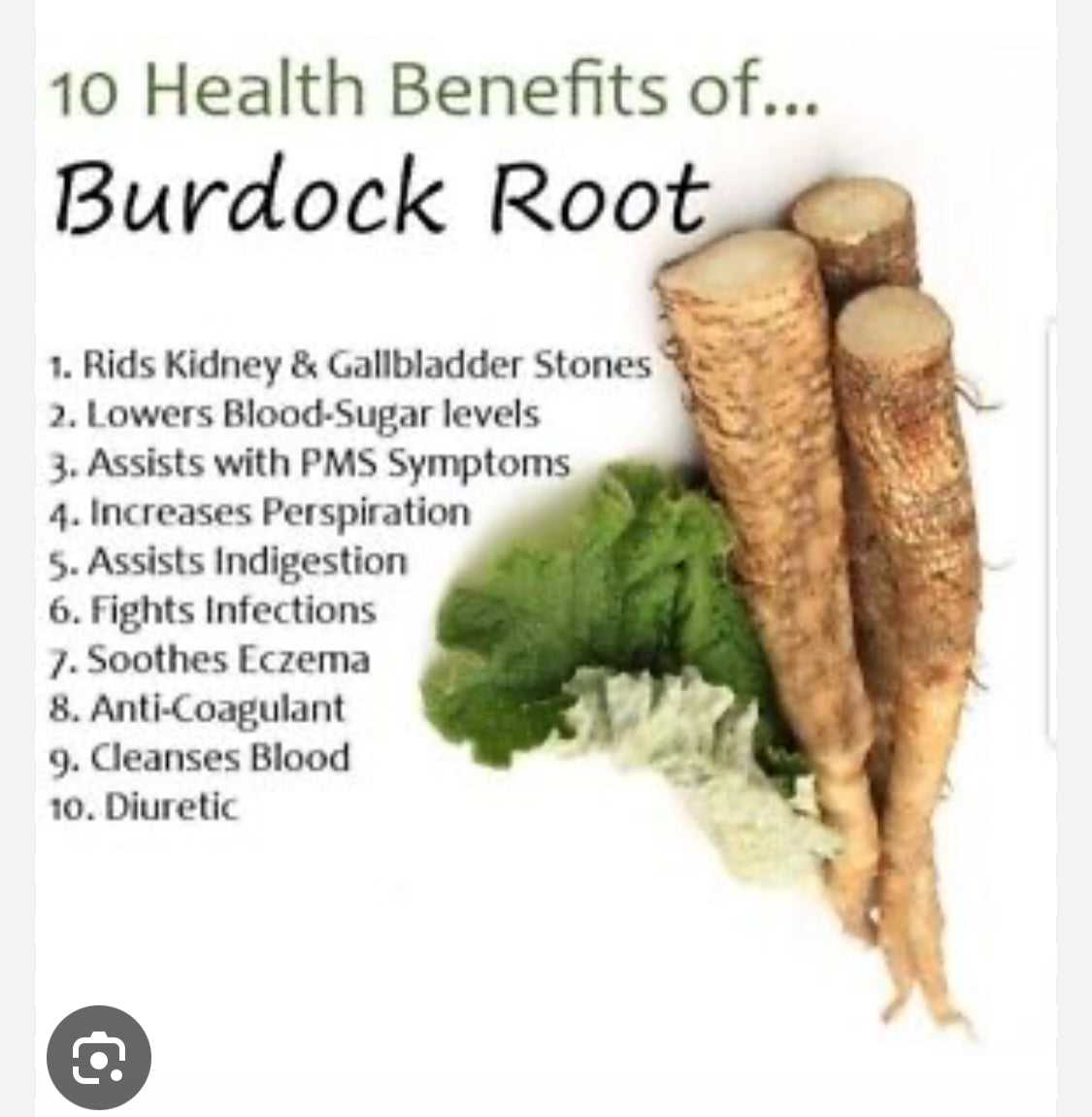 Burdock Root Herb