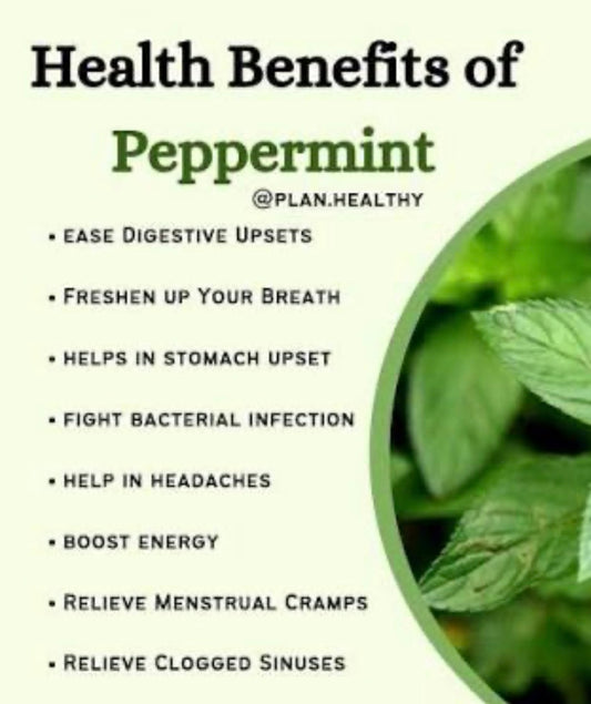 Peppermint Herb