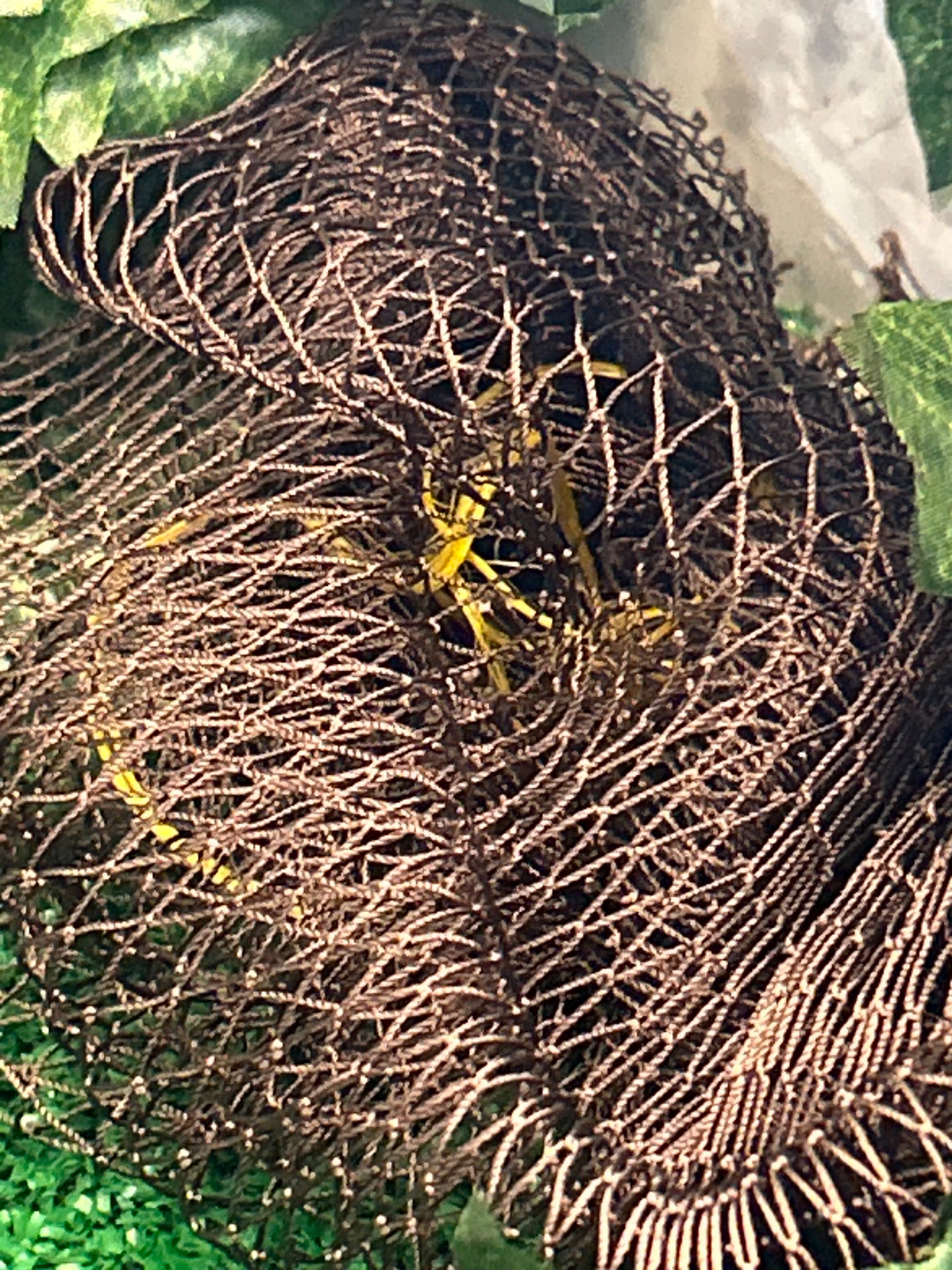 Authentic African Net Sponge