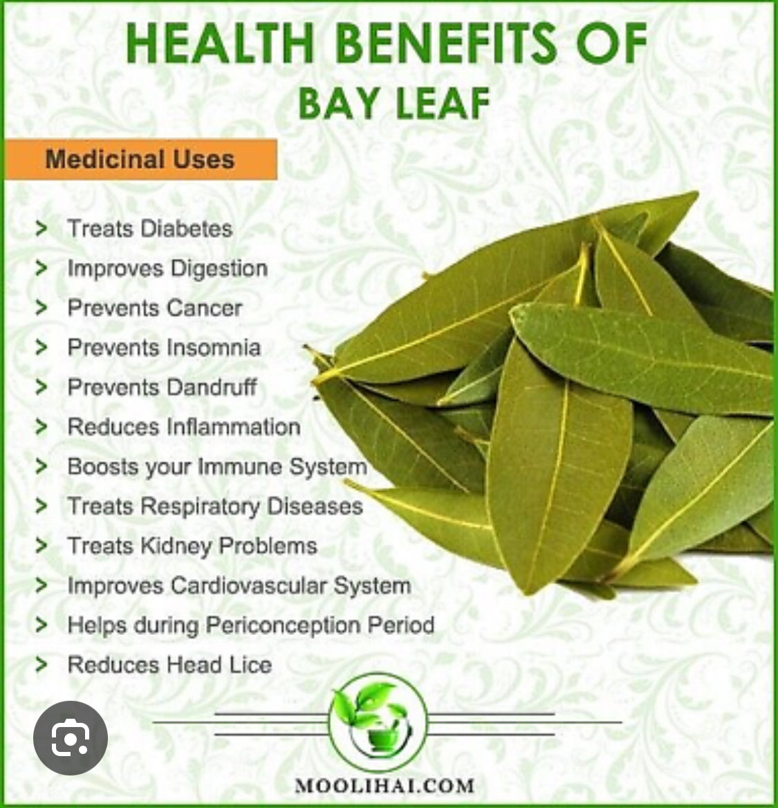 Bay Leaf Herb