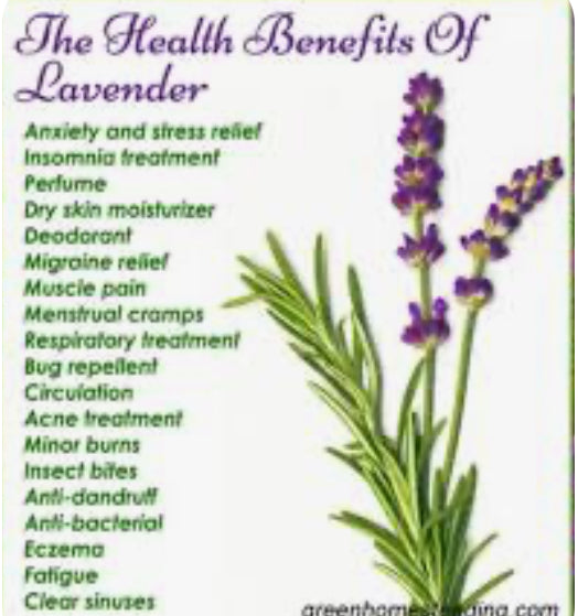 Lavender Herb