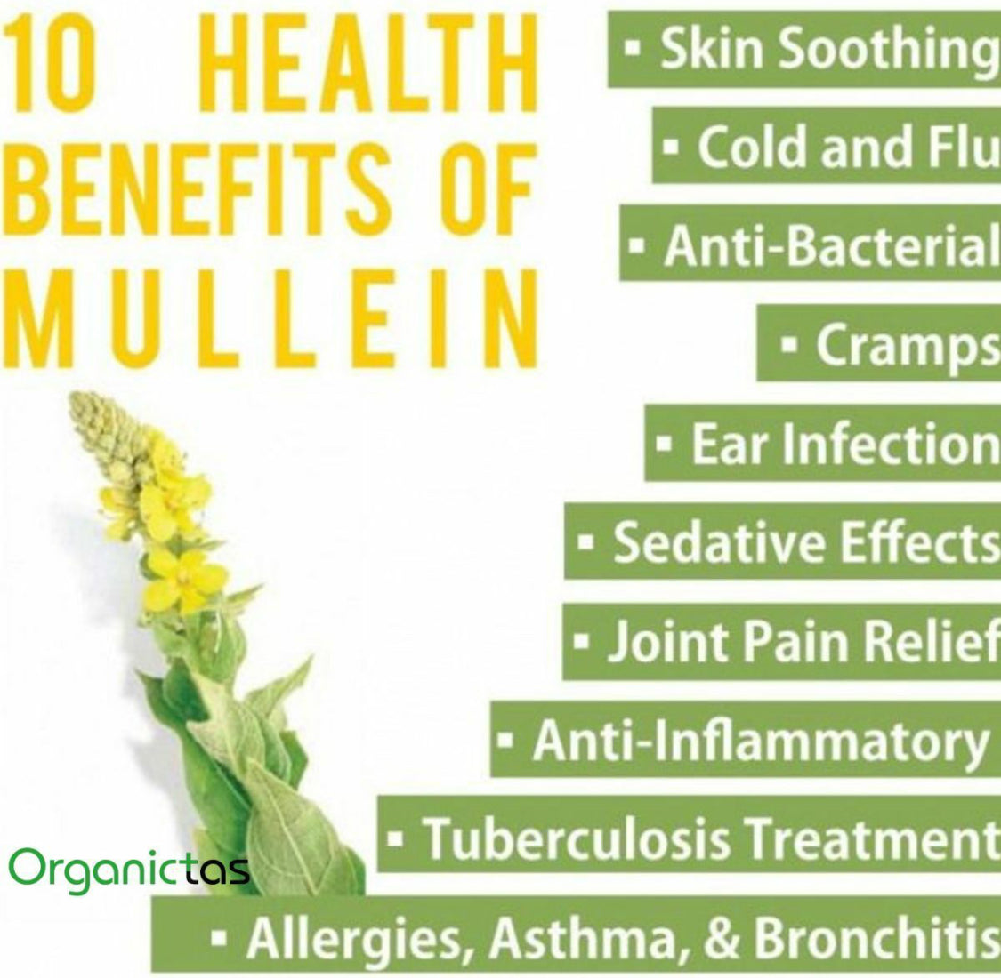 Mullein Herb