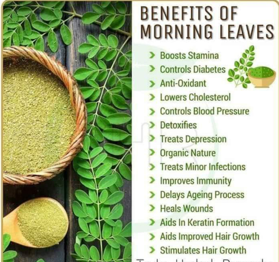 Moringa Leaves Herb